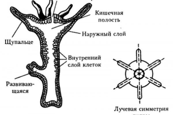 Кракен браузер